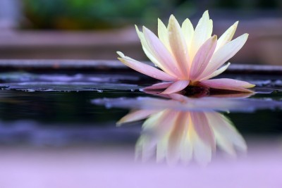 lotus-on-water